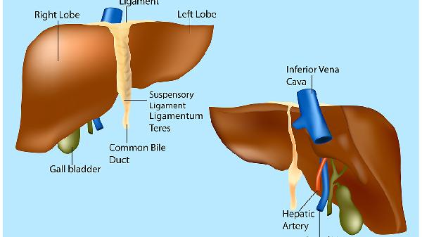 Can Hepatitis B Be Inherited?