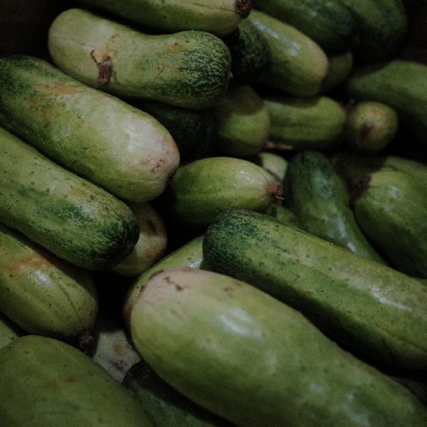 Can You Mix Cucumbers and Milk Safely?