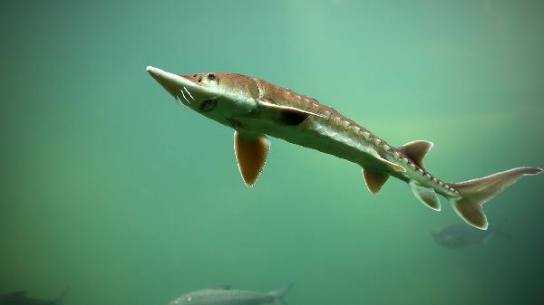How to Clean Algae from Your Fish Pond Quickly and Easily