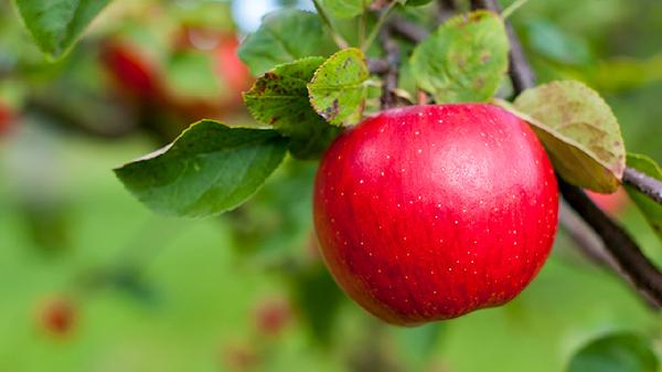 Citrulline Malate vs. L-Citrulline: Which Boosts Performance Better?