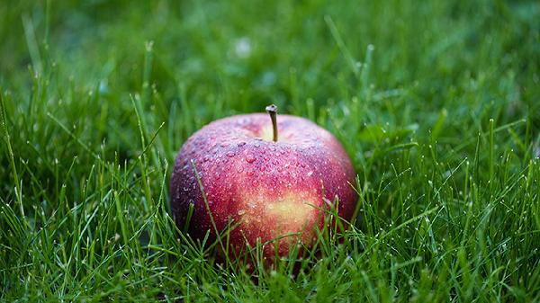 L-Citrulline vs. Citrulline Malate: Which One Boosts Performance Better?